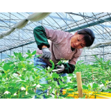 资阳区迎风桥镇：大棚辣椒迎丰收 高效种植促增收