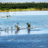 黑鹳、白琵鹭、小天鹅……南洞庭湖迎来2025年第一批冬候鸟