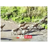 9只麋鹿现身大通湖 湿地生态保护成效显著