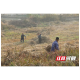 赫山区兰溪镇铁腕清障护资江 百吨枯枝落叶“无害化归家”