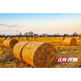 从“一把火”到“一条链” 资阳区沙头镇秸秆综合利用走出生态致富路