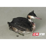 警民携手守护湿地精灵 大通湖成功救助受伤凤头鸊鷉