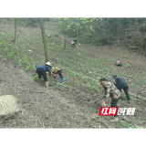 益阳烟草：以心为犁润乡野 精准帮扶促振兴