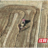 赫山区兰溪镇:“疏”“堵”结合 探索秸秆综合利用新路径