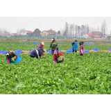 大通湖区千山红镇白菜苔喜获丰收