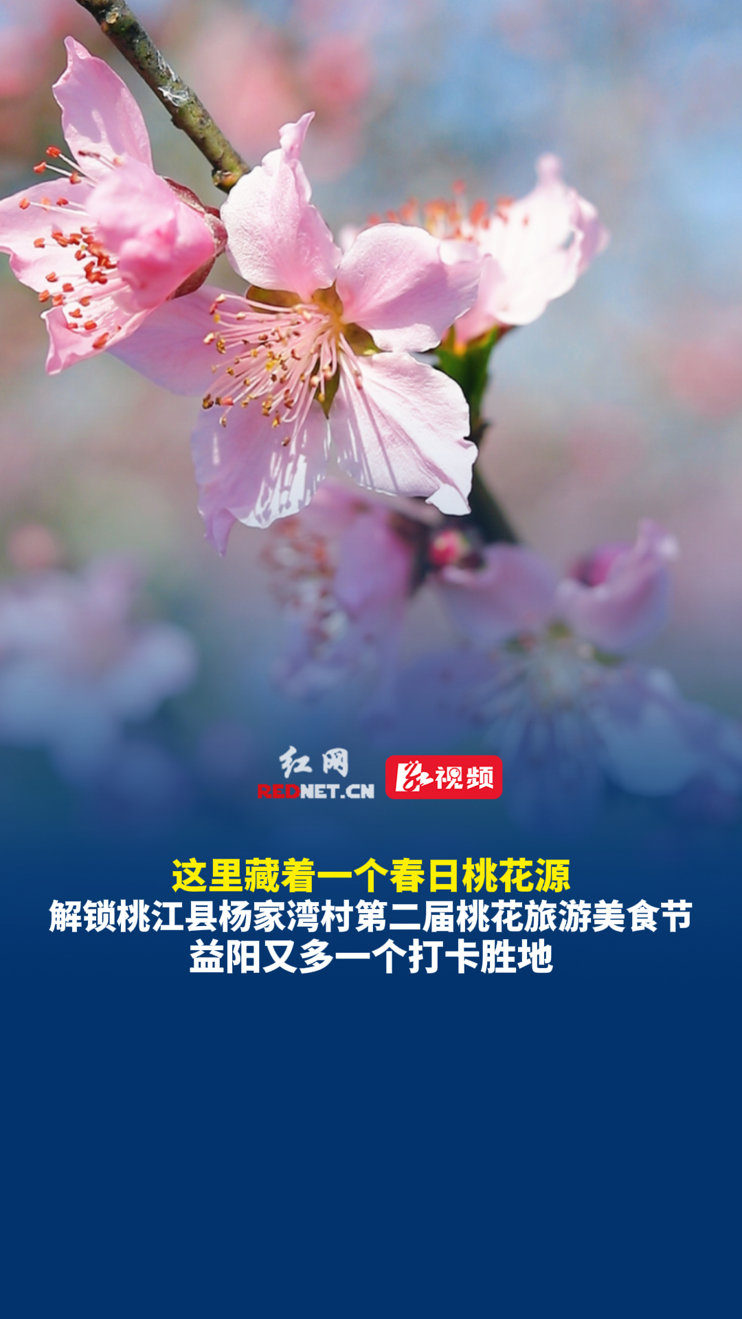 杨家湾第二届桃花旅游美食节启幕