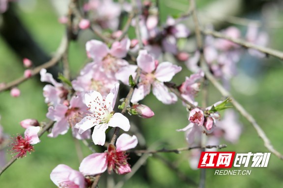 枝头的桃花，宛如繁星点点，在春光里闪烁着独有的灵动与俏皮 。.marked.jpg