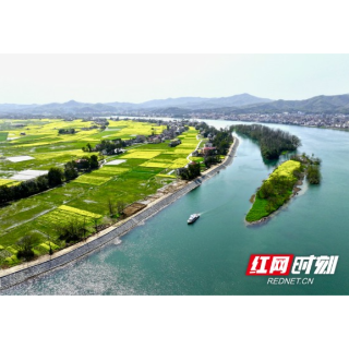 桃江：春植桃林启新篇 三堂街镇郭家洲邂逅“梦幻桃花岛”