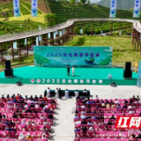安化黑茶开茶季启幕 以茶为媒擘画发展新蓝图