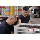 从“靠天收”到“靠技术”，大通湖错峰上市小龙虾成农户“增收密码”