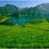 安化黑茶，治愈乡愁