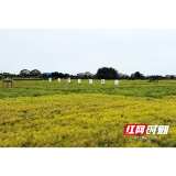 泥土里的初心：沅江市保民村的振兴诗行