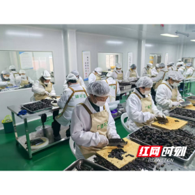 小药材撬动大产业 看安化县柘溪镇“黄精经济”如何激活乡村振兴密码