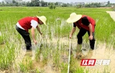 洞庭湖粮仓保卫战！益阳职院学子用“科技”精准狙击福寿螺