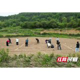 亩产突破500斤！安化小花生种出亿元大产业