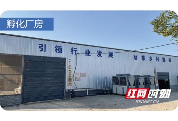 “鳝”用科技小苗种 撬动乡村大产业——赫山区兰溪镇金鸡山村黄鳝种业振兴见闻