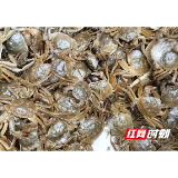 大通湖“六月黄”大闸蟹即将上市！壳薄肉嫩黄满，夏日限定美味来袭