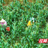 小玉米变身“金疙瘩”！赫山特色产业激活乡村振兴新动能