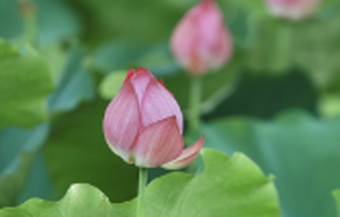 红视频｜益阳清溪村的荷花快要开满了 我们什么时候去