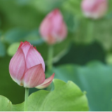 红视频｜益阳清溪村的荷花快要开满了 我们什么时候去