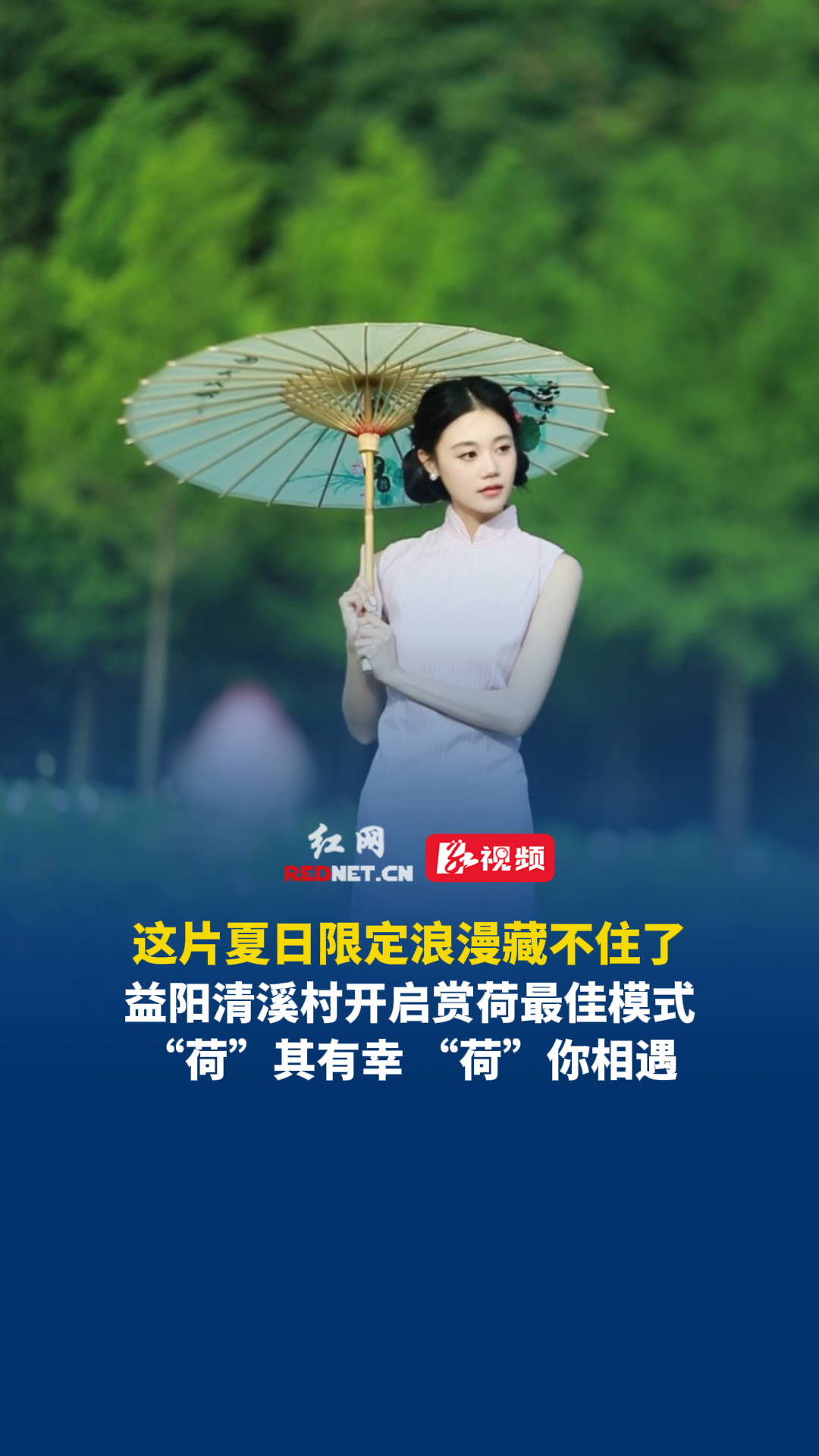 益阳清溪村的荷花快要开满了