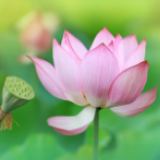 海报 | 清溪“荷”你过夏至