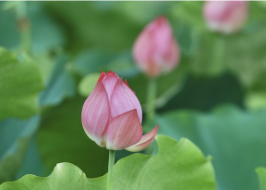 红视频｜益阳清溪村的荷花快要开满了 我们什么时候去