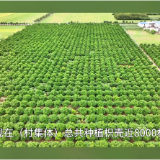 大通湖区：发展沟渠经济 拓宽增收新渠道