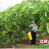 大通湖区金盆镇：党建领航产业旺 苦瓜丰收促振兴
