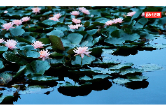 视频丨大通湖：盛夏花竞开 莲荷入画来