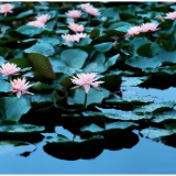 视频丨大通湖：盛夏花竞开 莲荷入画来