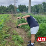 大通湖区河坝镇：清网护鸟在行动 生态民生两兼顾
