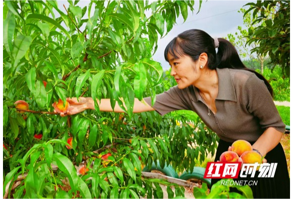 大通湖区北洲子镇：早熟黄桃抢“鲜”上市 果香四溢引客来