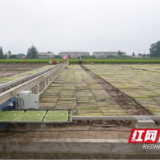 大通湖区：种粮户自制“秧盘输送神器” 助力晚稻育秧跑出“加速度”
