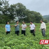 国家地理标志产品“安化小籽花生”地方标准编制工作调研活动在安化举行