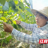 大通湖区北洲子镇：葡萄丰收串起“甜蜜经济”