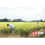 高温下的坚守！桃江县浮邱山乡快检早稻护航“放心粮”