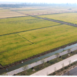 南县：耕地保护促进稻虾生态产品价值实现