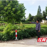 大通湖区金盆镇：林长制发力战高温 筑牢生态安全屏障