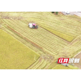 赫山区欧江岔镇：8万亩早稻开镰收割 稻浪翻滚迎丰收
