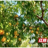 赫山区欧江岔镇：金果满园 小黄桃结出致富果