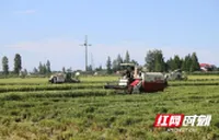 大通湖区：万亩早稻开镰收割 农机驰骋丰收忙