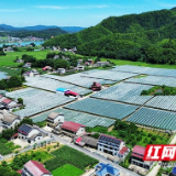 桃江：196亩葡萄园开园迎客 夏黑葡萄率先甜蜜上市