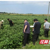 大通湖区河坝镇：千亩棉豆共生忙 专家“支招”促丰收