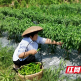 火红辣椒映红好日子：政协委员郭美华的“富民椒”实践