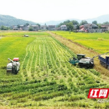 桃江县23.8万亩早稻开镰 机收机插无缝接力促丰产