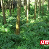 第五届“湖南黄精”论坛即将举办，安化成永久会址