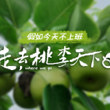假如今天不上班①丨走，去沅江摘水果