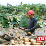 南县中鱼口镇：莲藕丰收季 水里“淘金”忙