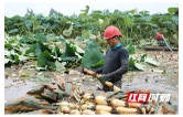南县中鱼口镇：莲藕丰收季 水里“淘金”忙
